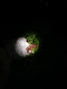 Flashlight showing face